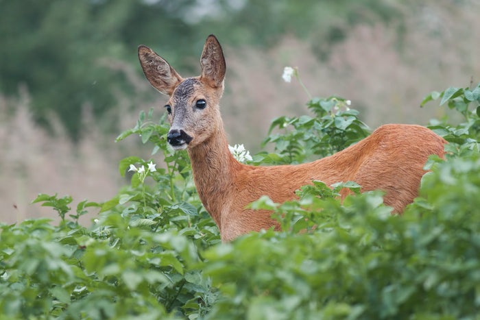 Effective Natural Ways To Protect Your Garden From Animals