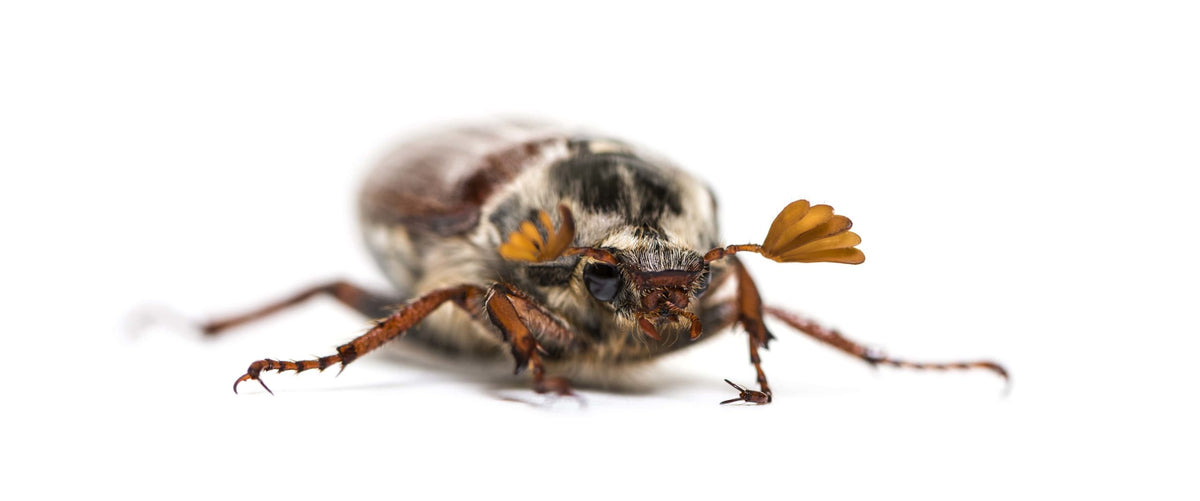 Effective Strategies For Chinch Bug Control
