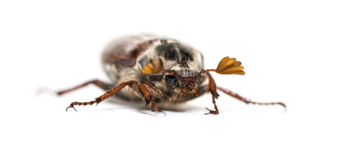 Effective Strategies For Chinch Bug Control