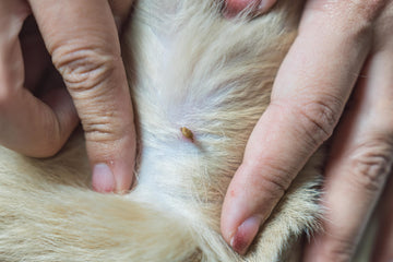Garden Flea Control