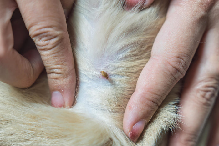 Preventing Fleas In The Garden | Garden Flea Control