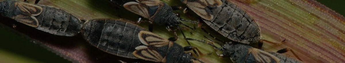Chintoo Insect Chinch Bug – Environmental Factor | Canada's Leader In Nematode ...