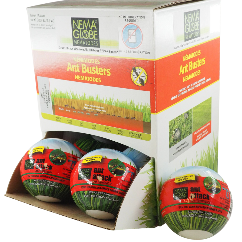 Nema Globe Ant Attack Display