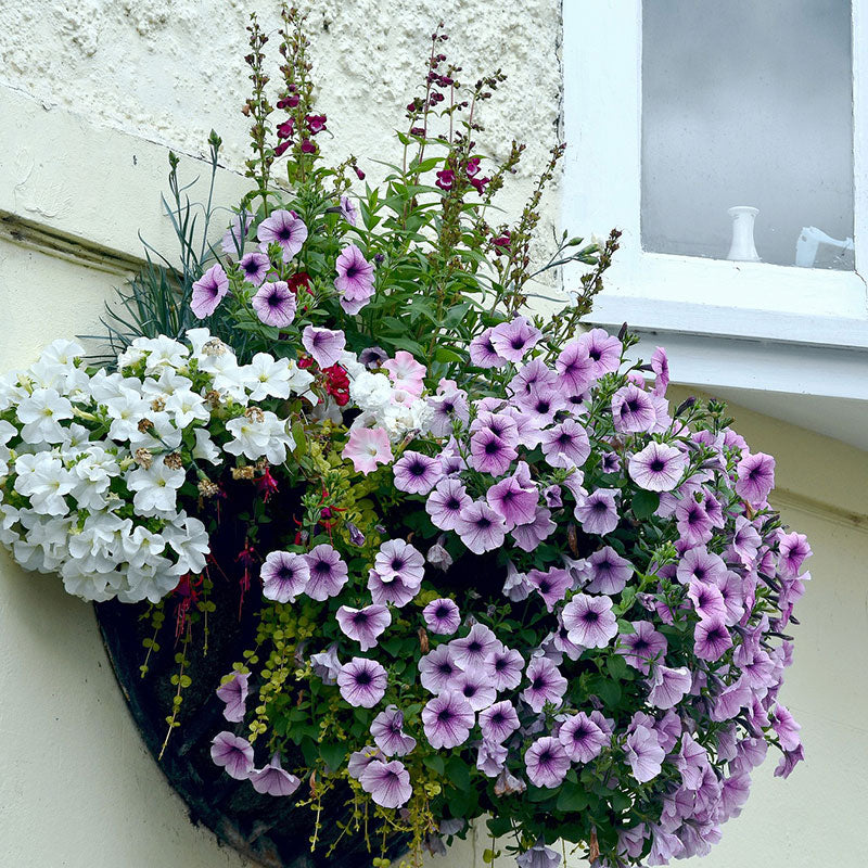 Spongelei Water Retention Crystals 3oz. (85g)