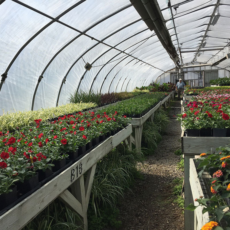 Spongelei Water Retention Crystals 3oz. (85g)