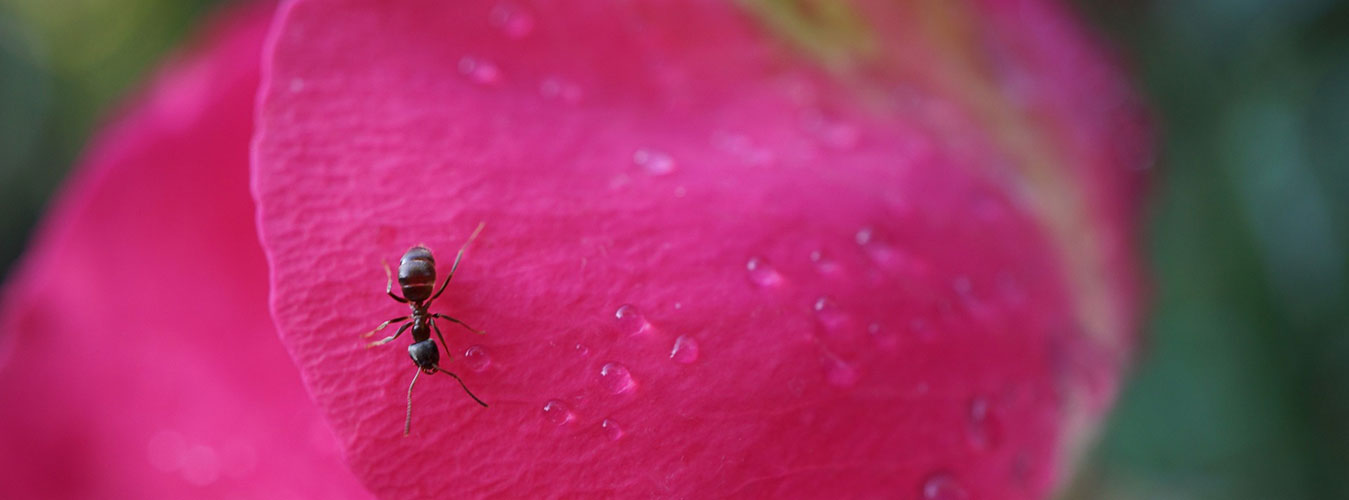 Environmental Factor | Canada's Leader In Nematode Applications