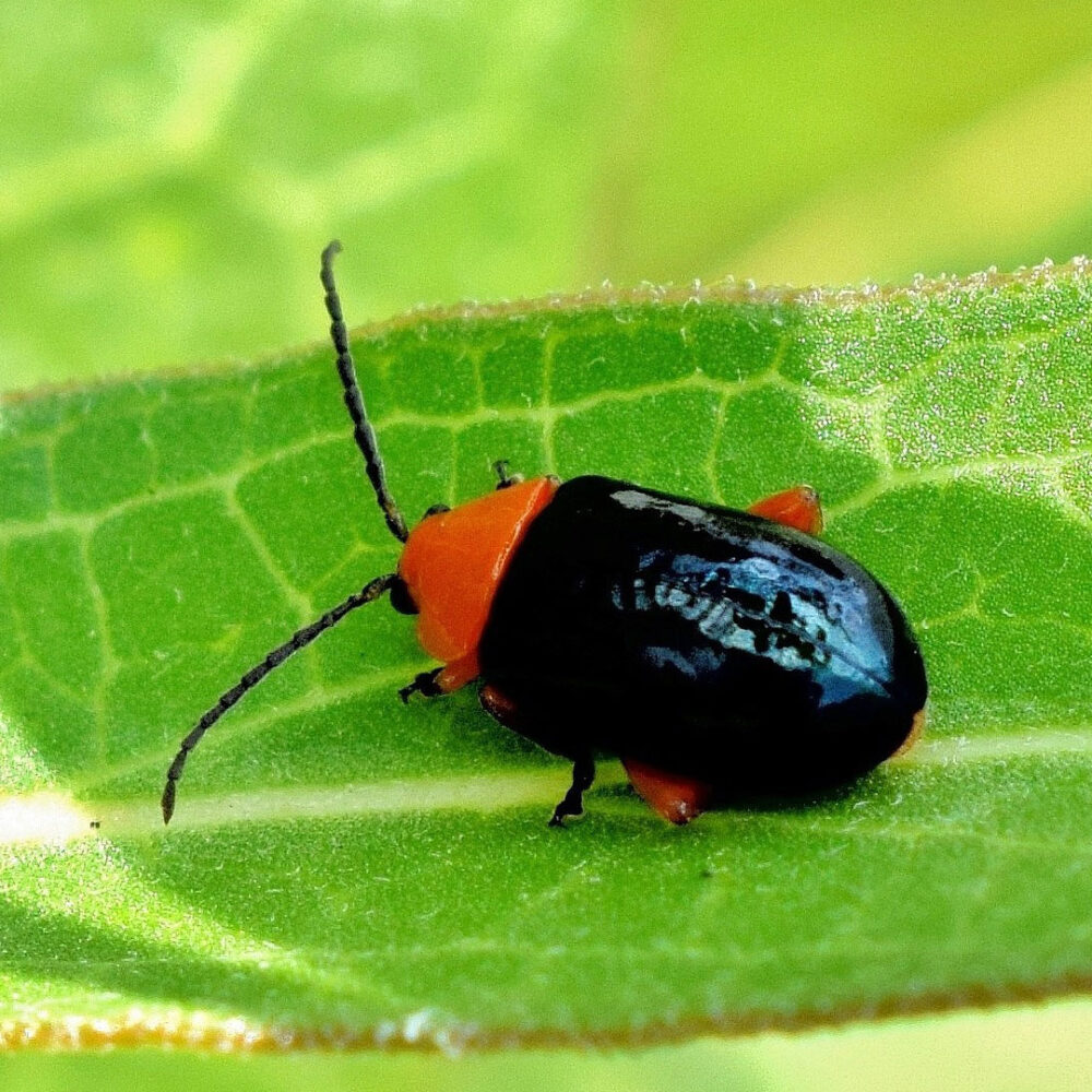 Flea Beetle - Environmental Factor