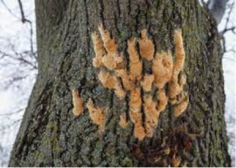 How To Check For Gypsy Moths
