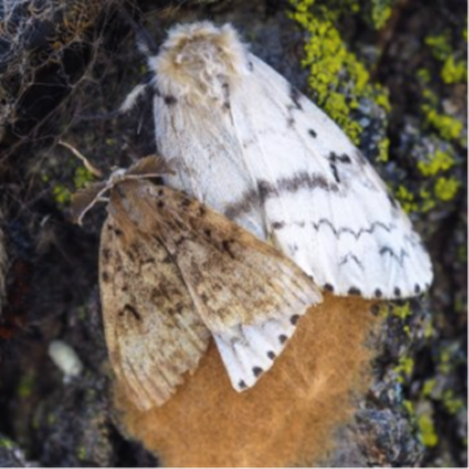 How To Check For Gypsy Moths - Environmental Factor