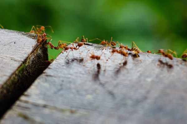 Nematodes For Ants