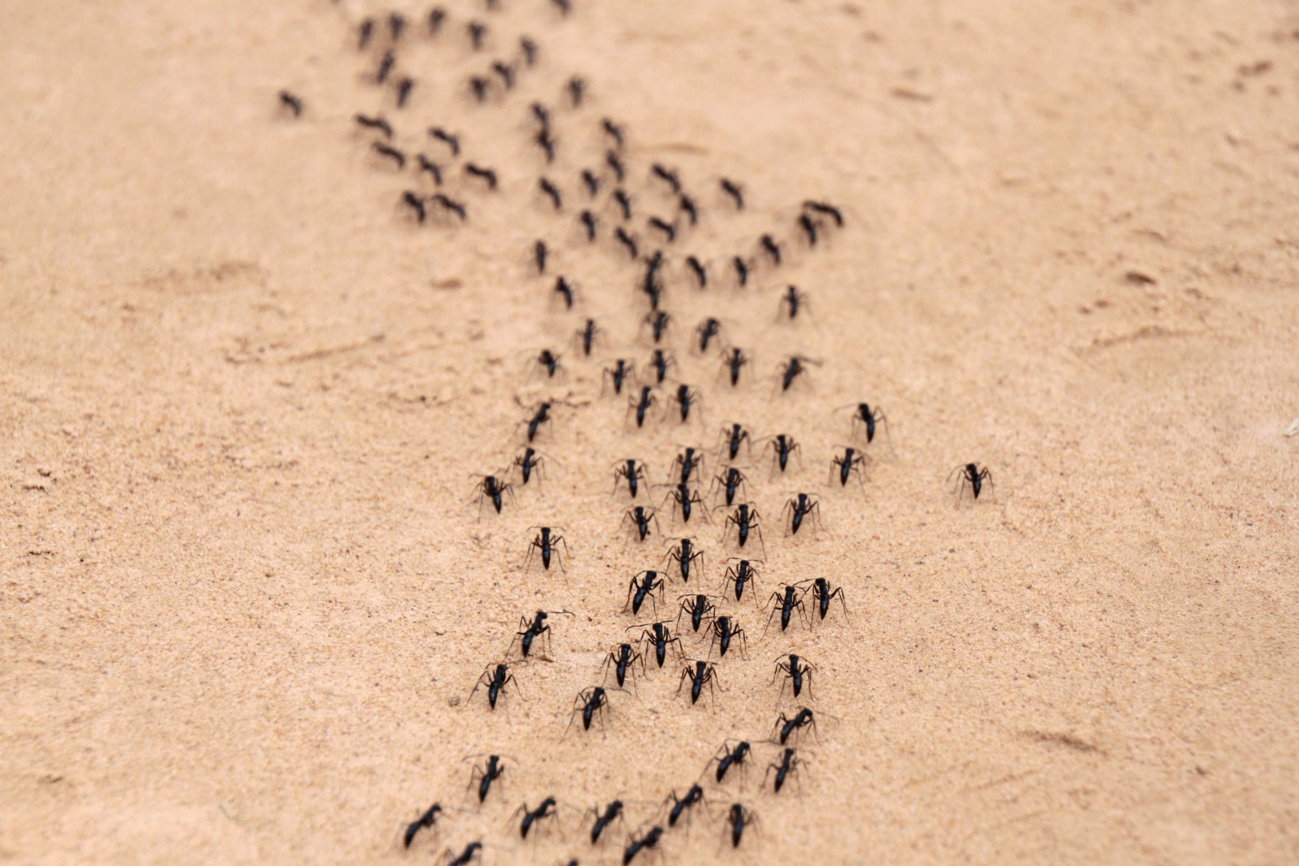 Nematodes For Ants