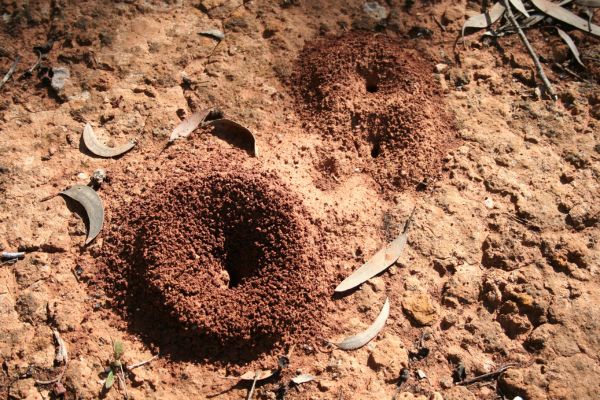 nematodes for ant control