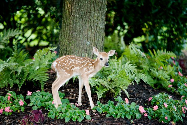 Protect Your Garden From Animals